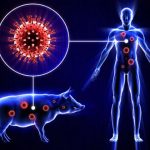Protection for Yourself and Others from Swine Flu: 5 Ways to Consider
