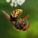 Hornet Sting - How to Cure Them With Home Remedies?