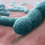 Streptococcus Pneumoniae: Infections And Diseases