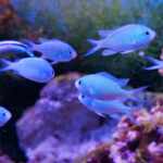 6 Most Common Aquarium Algae Types and What to Do About It