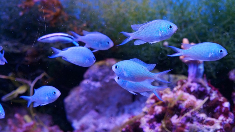 aquarium algae types