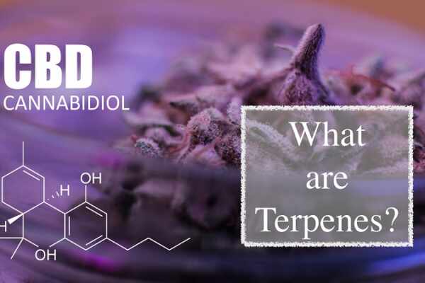 benefits of terpenes