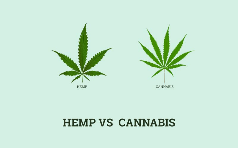 hemp vs cannabis