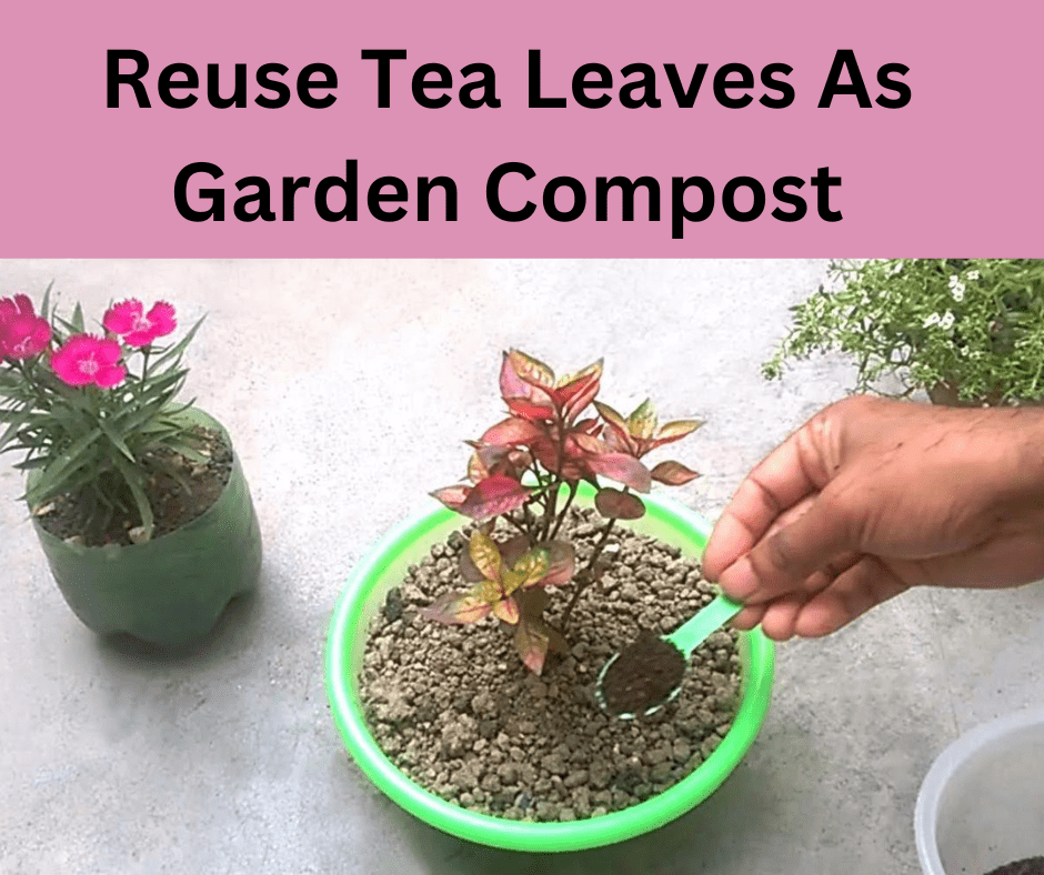 used tea bags for plants