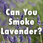 Can You Smoke Lavender