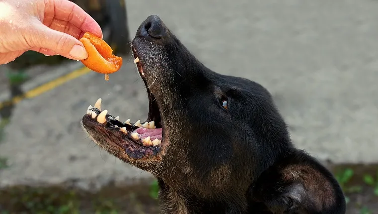 Can Dogs Have Apricots