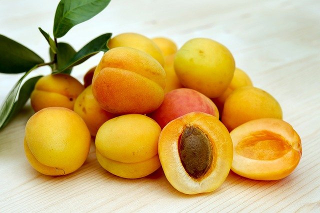 Can Dogs Have Apricots